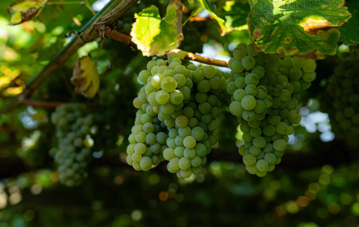 Un racimo de uvas como las de fin de año / EP 