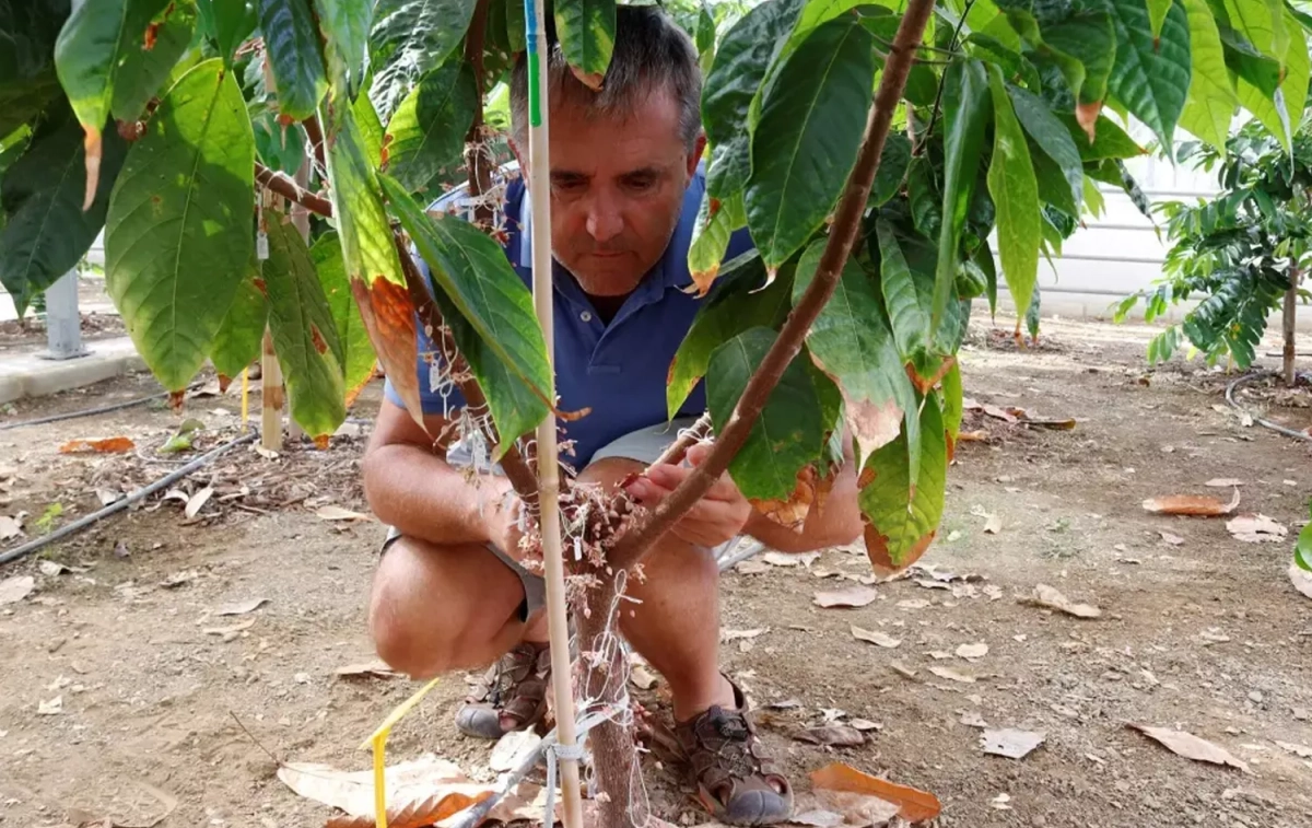 Iñaki Hormaza junto a una de las plantas de cacao / EFEAGRO - ISABEL DÍAZ