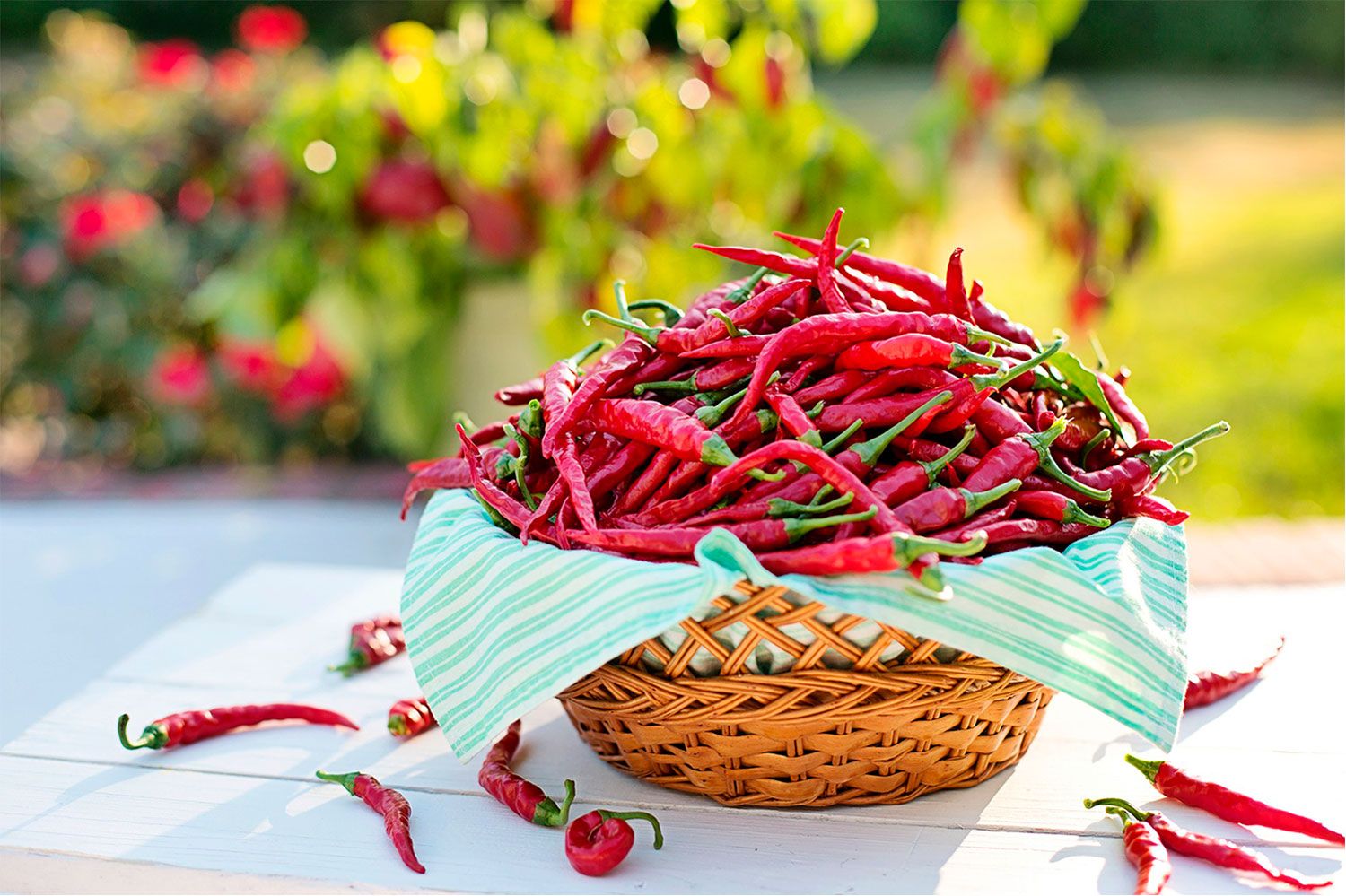 El chile es uno de los picantes con más cantidad de capsaicina / PIXABAY