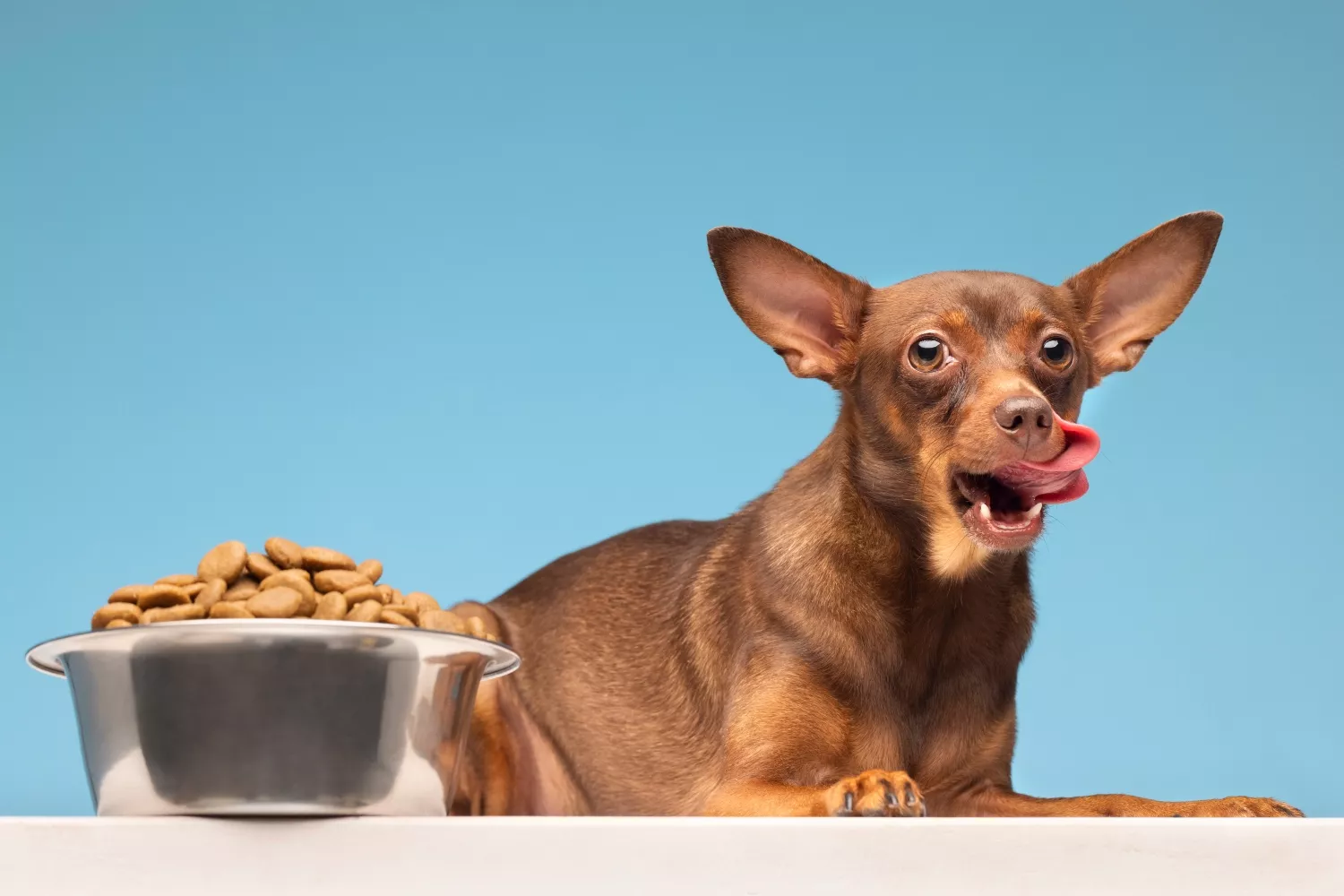 Un perro con pienso / FREEPIK