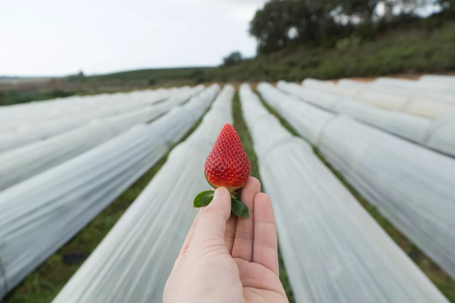 Una persona sostiene unas fresas / FREEPIK