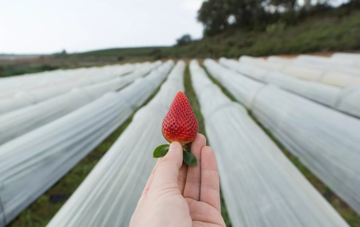 Una persona sostiene unas fresas / FREEPIK - @wirestock