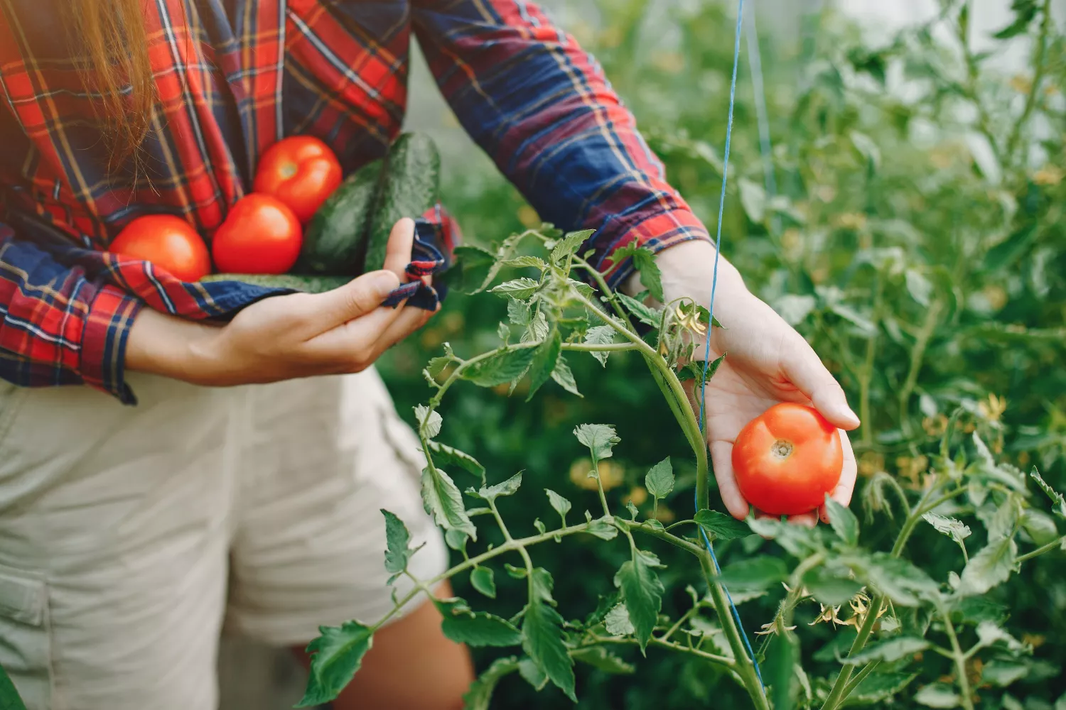 Una persona recoge tomates de su propio huerto / FREEPIK - @prostooleh