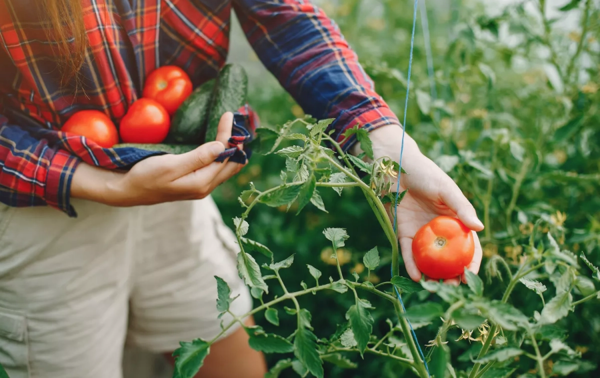 Una persona recoge tomates de su propio huerto / FREEPIK - @prostooleh