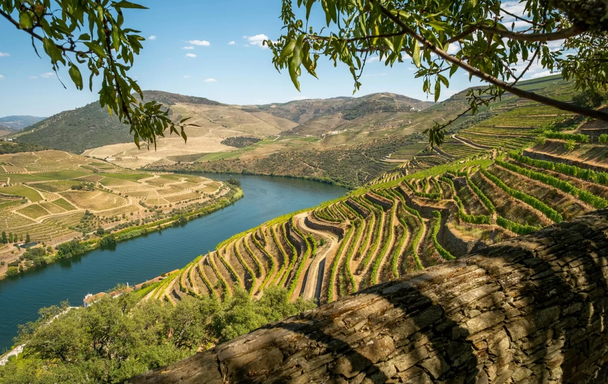 Viñedos en la ribera del Duero / PEXELS