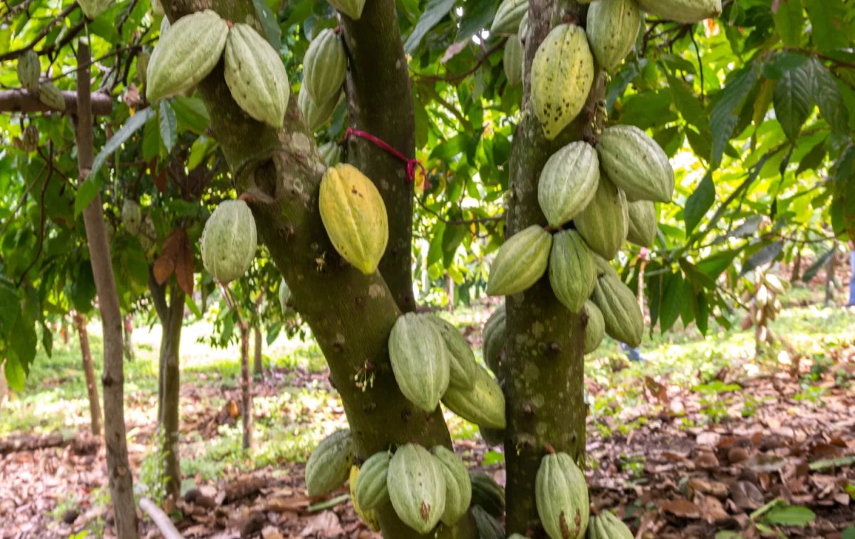 Árbol con frutos de cacao / FREEPIK - @wirestock