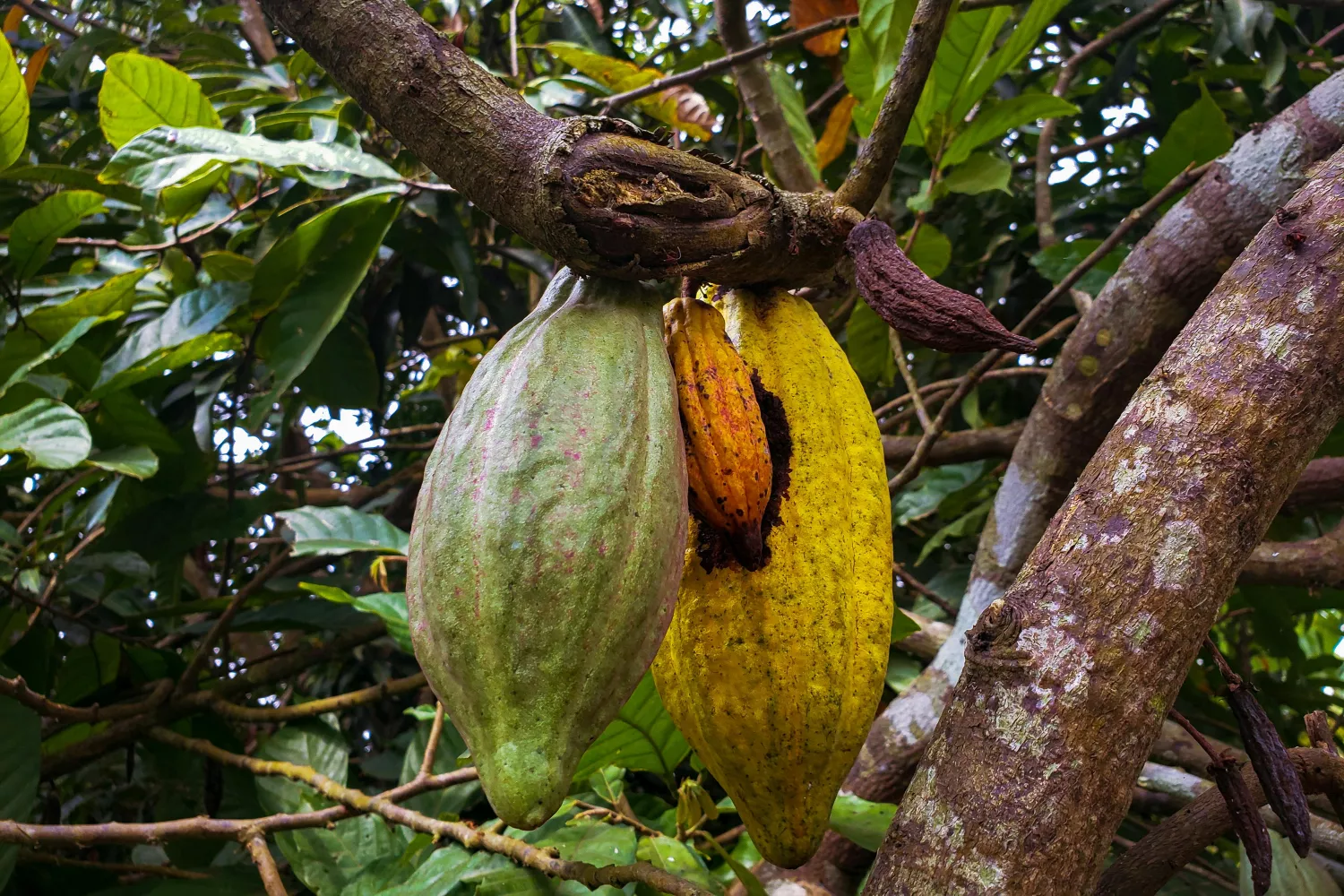 Árbol con frutos de cacao - PEXELS