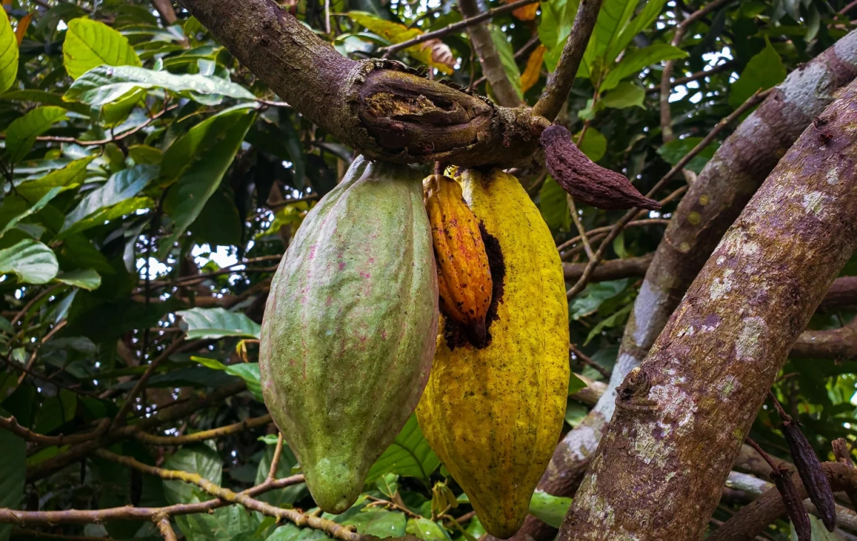 Árbol con frutos de cacao - PEXELS