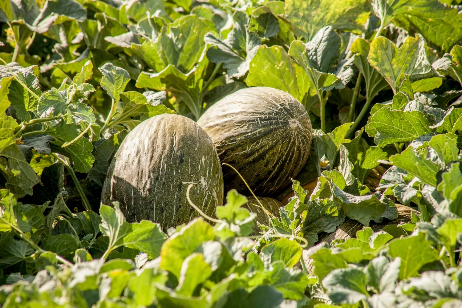 Imagen de melones en el campo / PROEXPORT