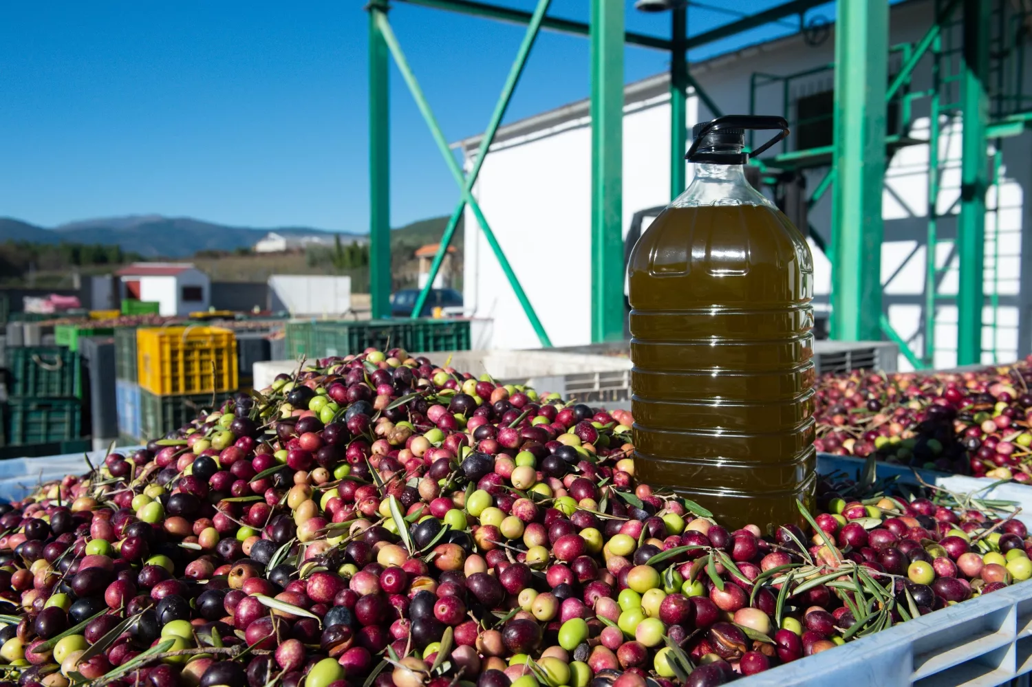 Una garrafa de aceite sobre cientos de aceitunas / GUSTAVO VALIENTE - EP