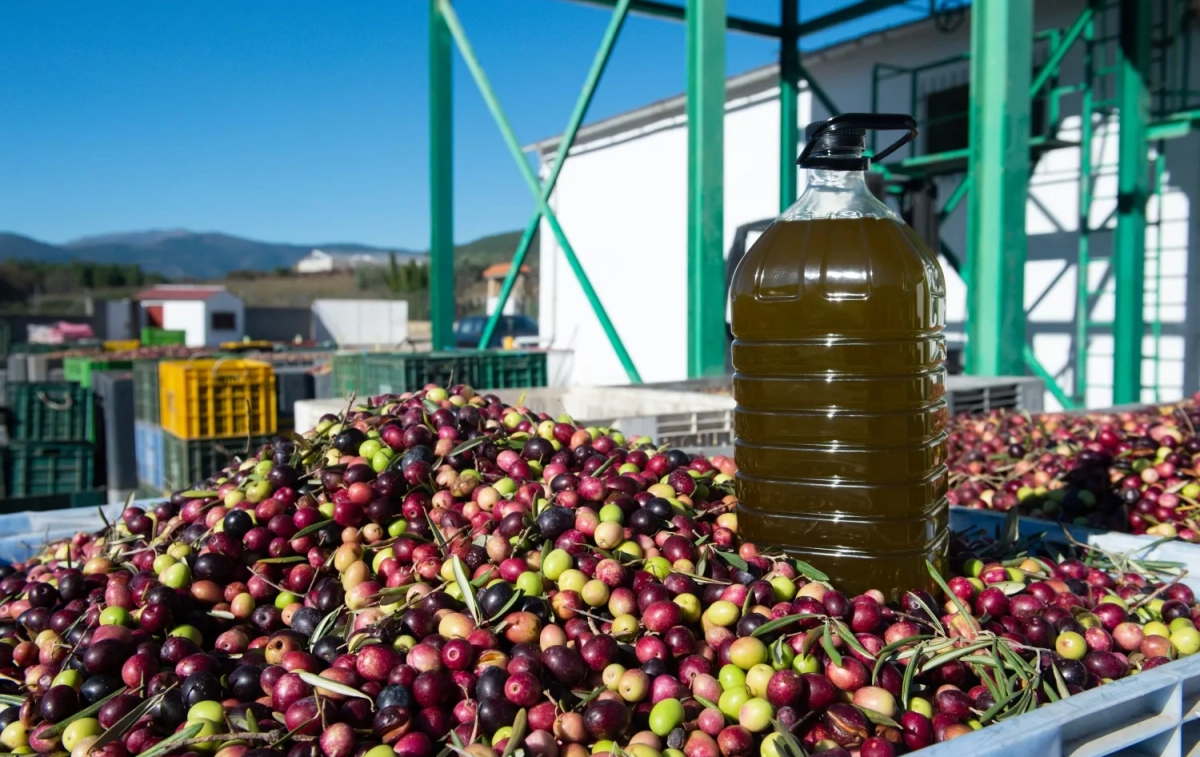 Una garrafa de aceite sobre cientos de aceitunas / GUSTAVO VALIENTE - EP