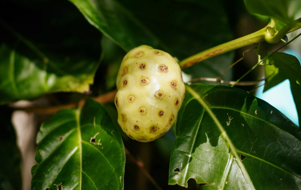 Fruta noni, uno de los superalimentos más conocidos / UNSPLASH