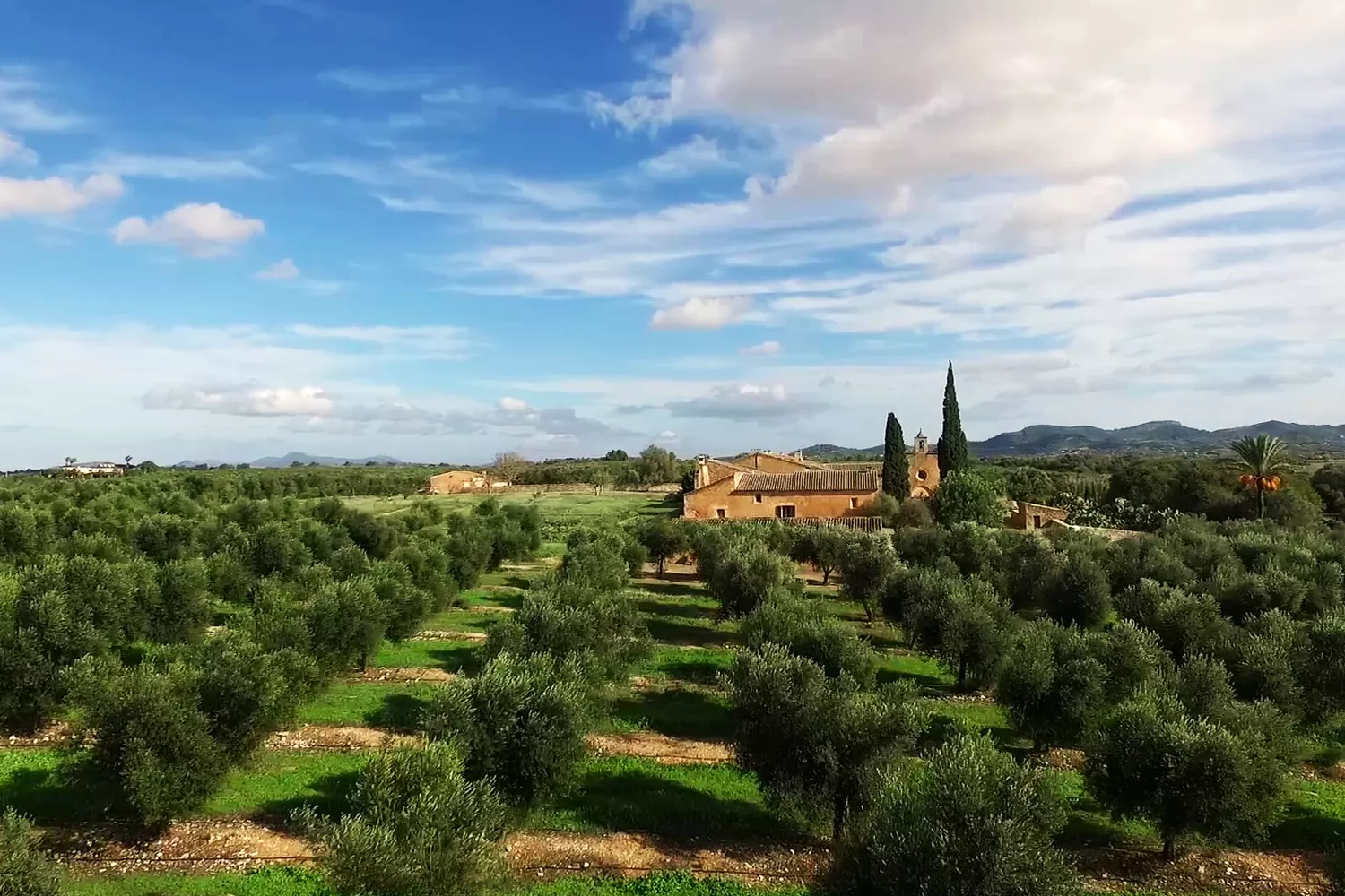 Campos de olivos en la finca de Manacor donde se elabora el aceite de oliva virgen extra Aubocassa / CEDIDA