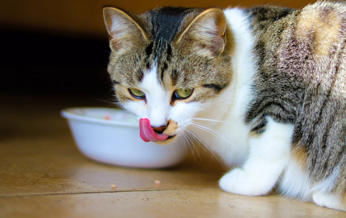 Un gato junto a un bol / UNSPLASH