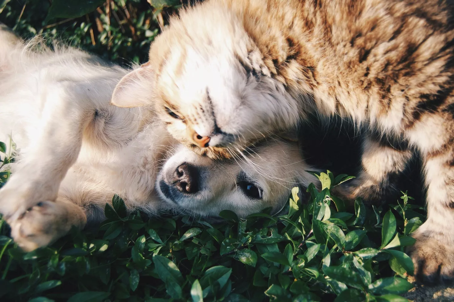 Un perro y un gato que se alimentan con comida producida por Mars / PEXELS