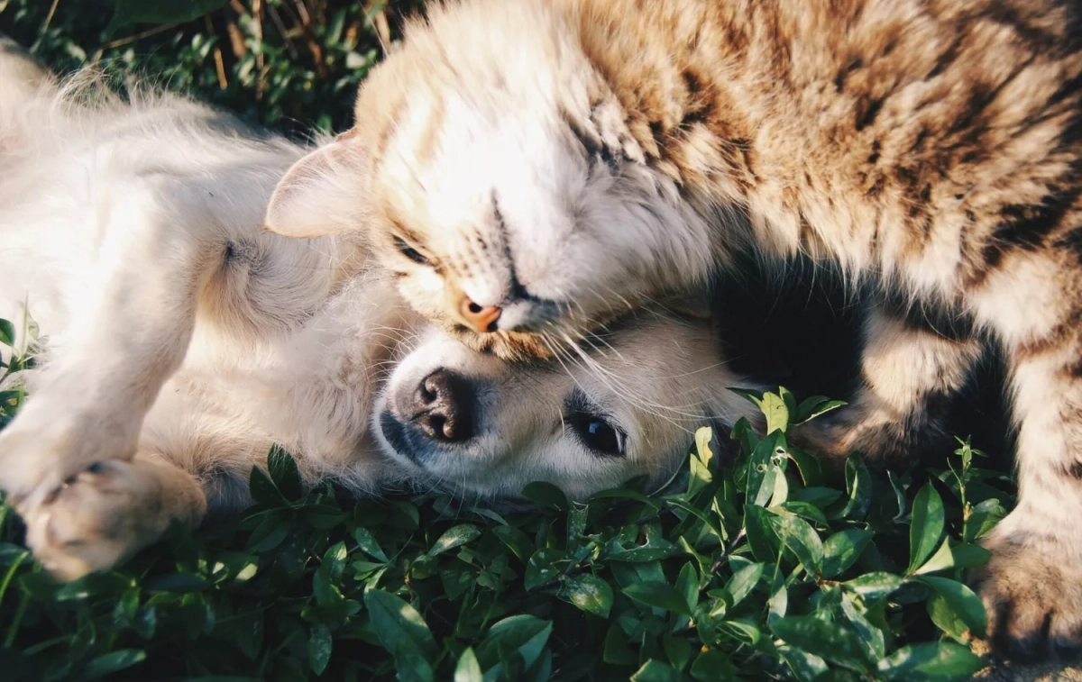 Un perro y un gato que se alimentan con comida producida por Mars / PEXELS