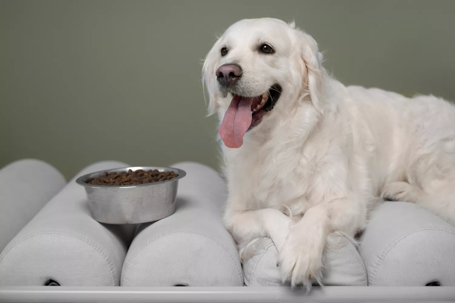 Un perro que se alimenta con comida producida por Mars / FREEPIK