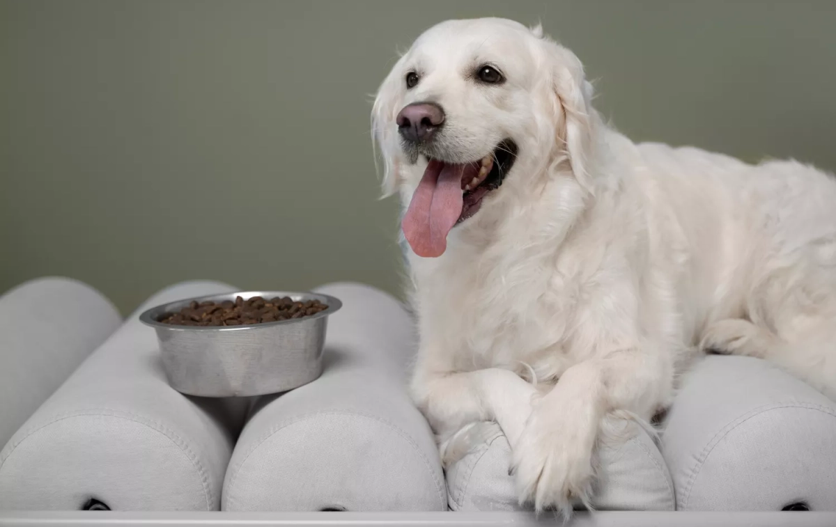 Un perro que se alimenta con comida producida por Mars / FREEPIK