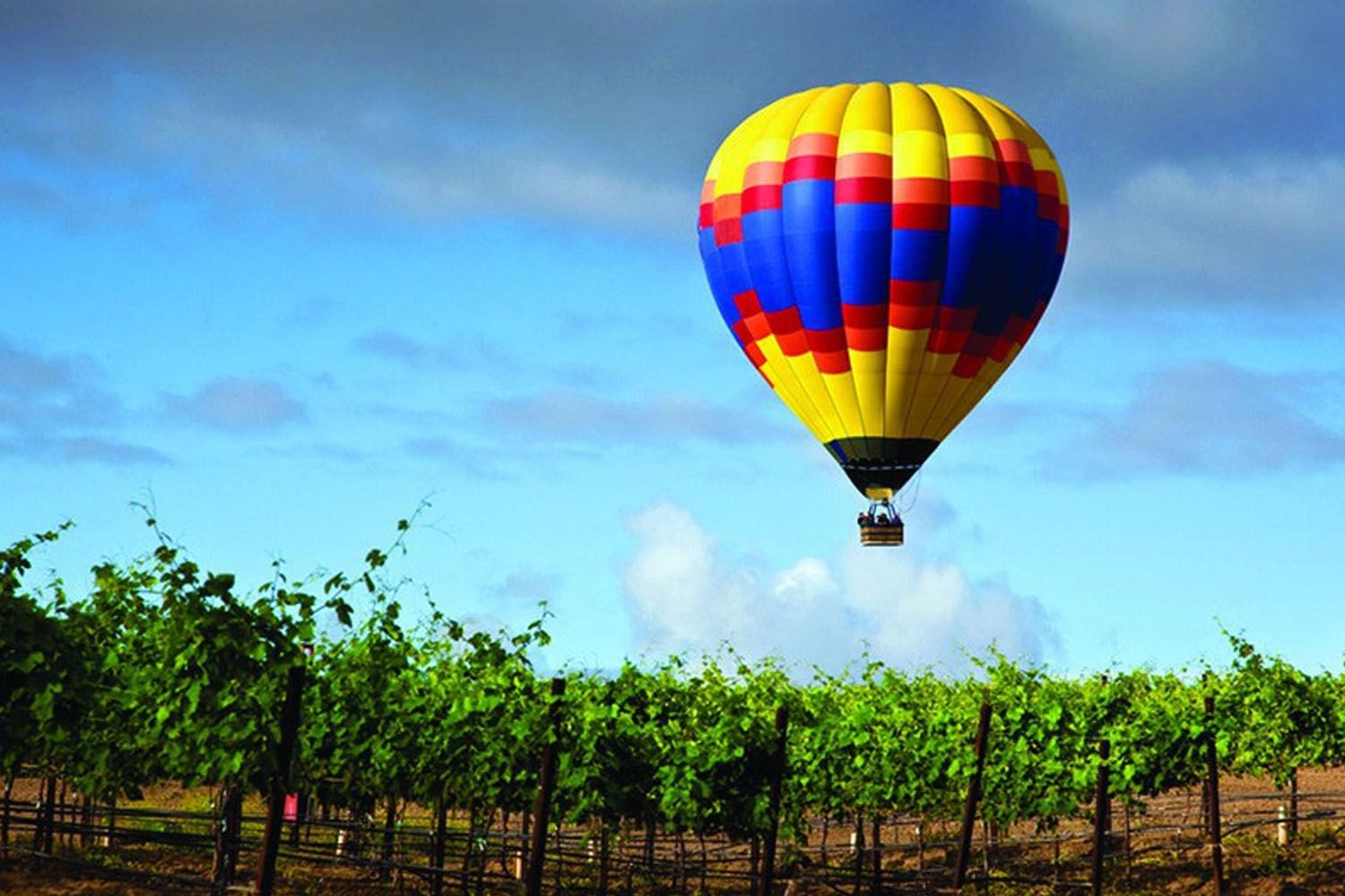 Un globo sobrevuela unos viñedos / RUTA DEL VINO DE RIBERA DEL DUERO