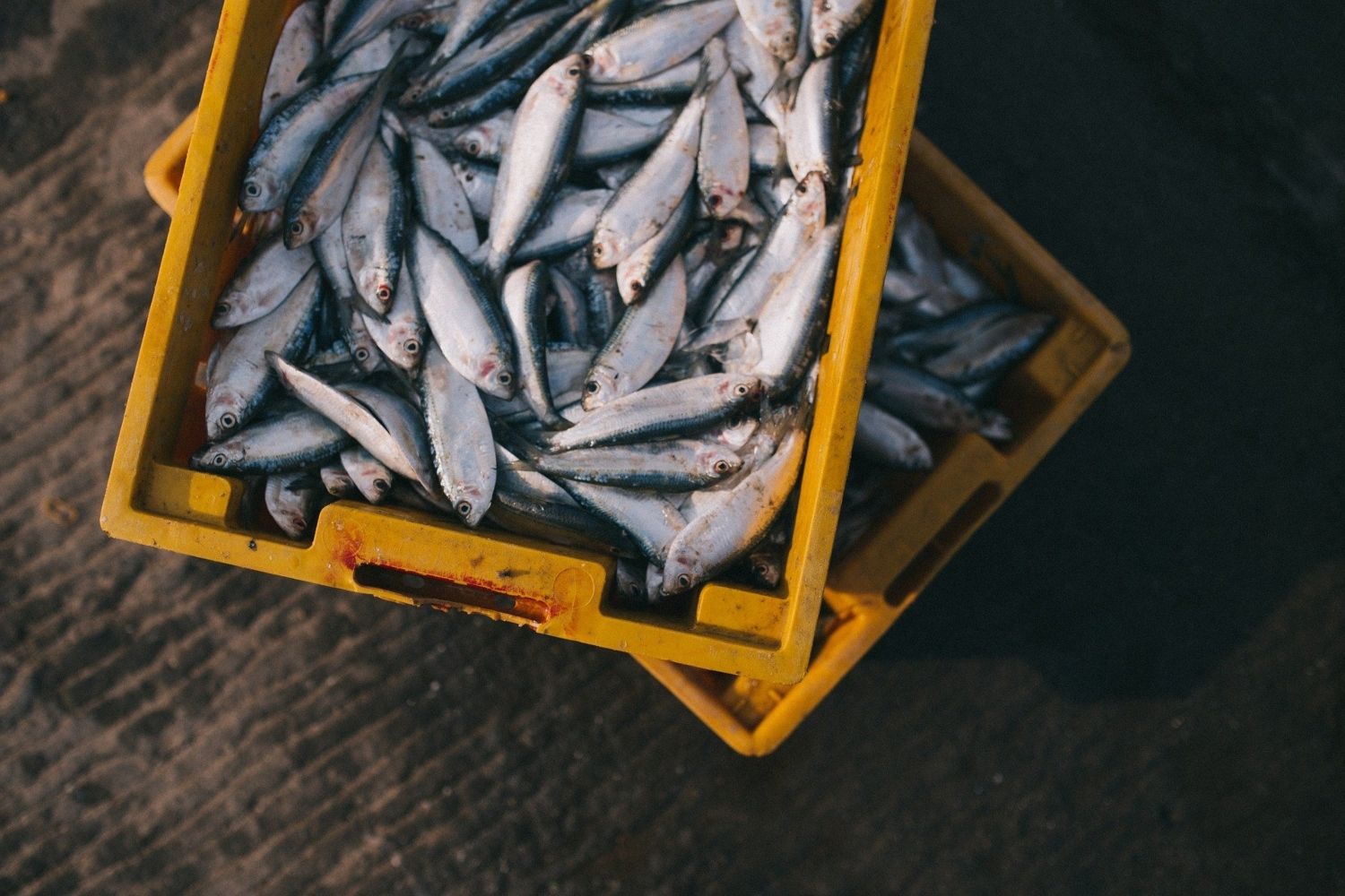 Varias cajas con pescado fresco / PIXABAY