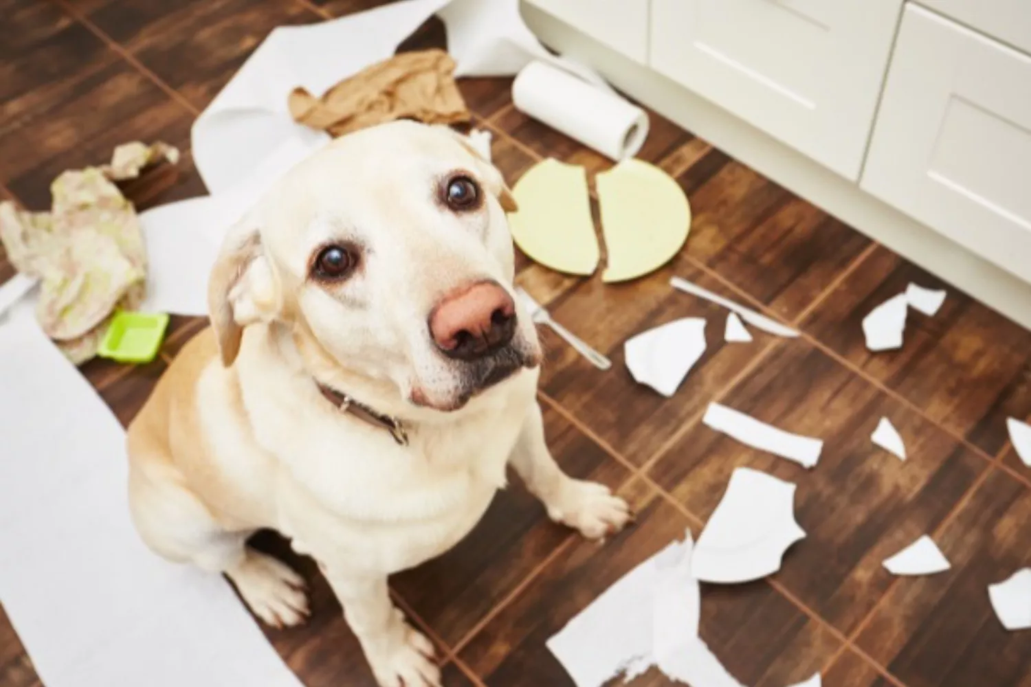 Una persona tiene que limpiar la casa después de que su mascota la desordenase / EP