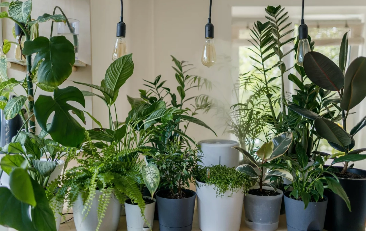 Unas plantas en una casa / UNSPLASH