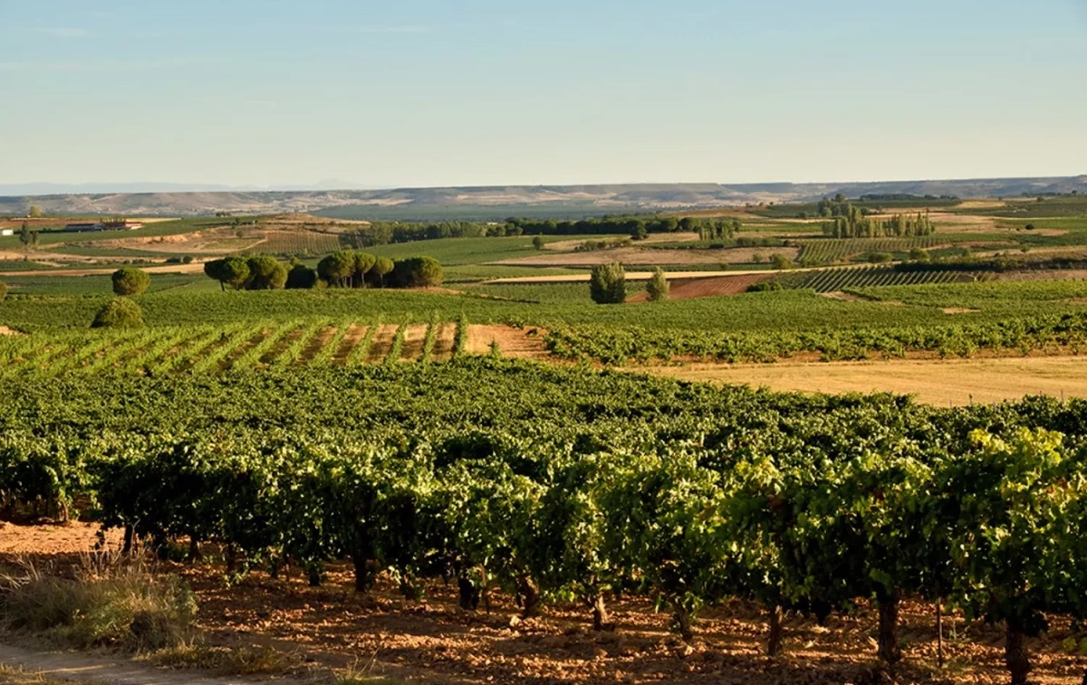 Los viñedos de Bodegas López Cristóbal, donde se elabora el mejor vino tinto joven de España / BLC