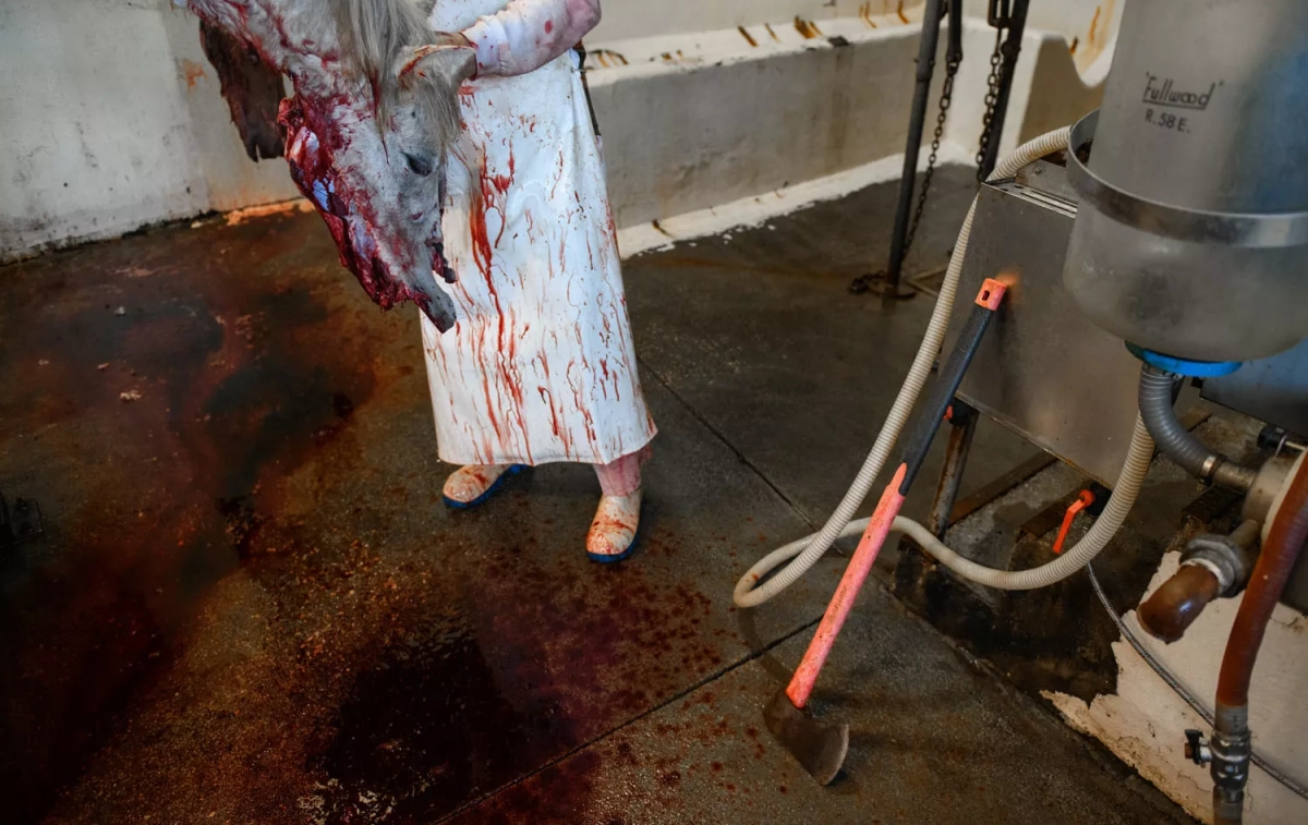 Un operario manipula el cuerpo de un caballo muerto en el matadero de Asturias / IGUALDAD ANIMAL - AITOR GARMENDIA