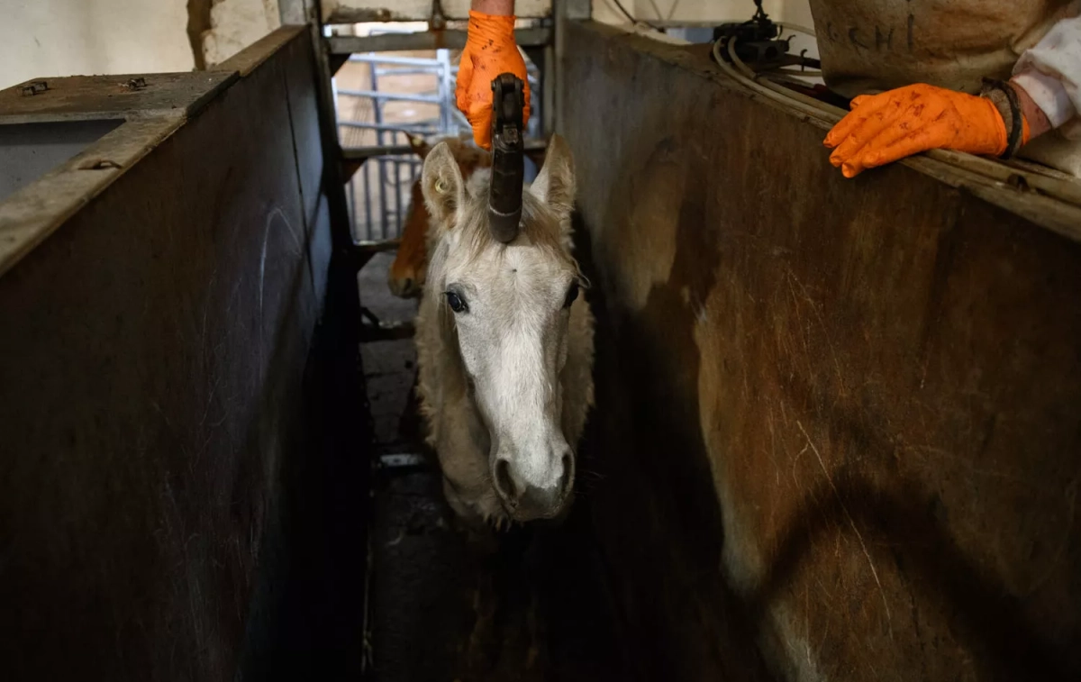 Un potro siendo disparado con bala en el matadero investigado por Igualdad Animal / IGUALDAD ANIMAL - AITOR GARMENDIA