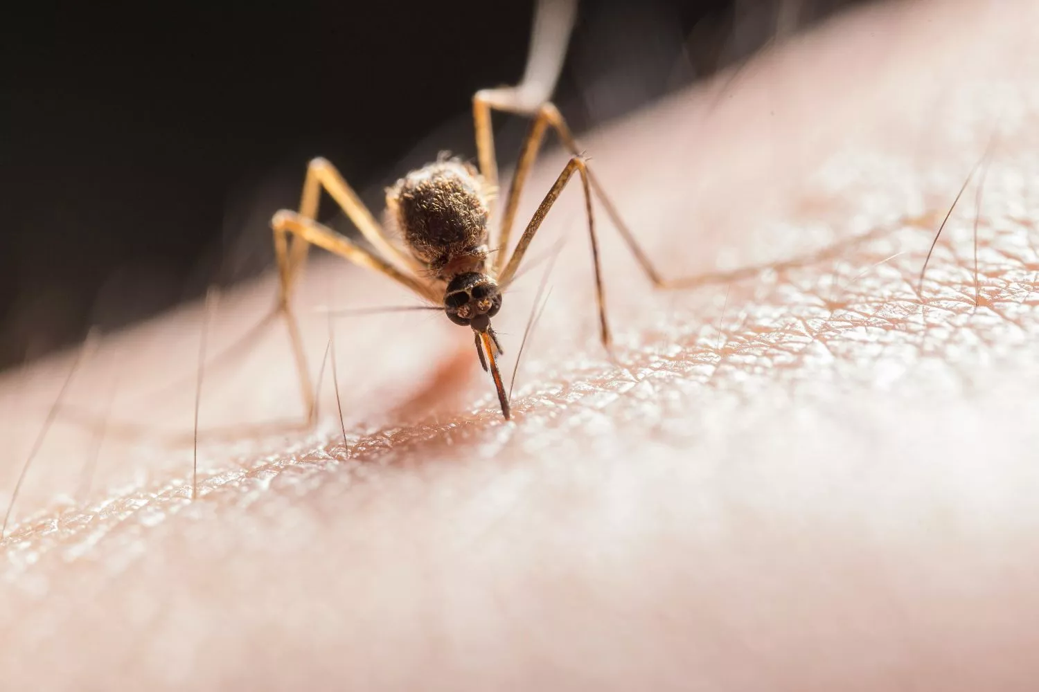 Un mosquito apunto de picar a un humano / PEXELS 