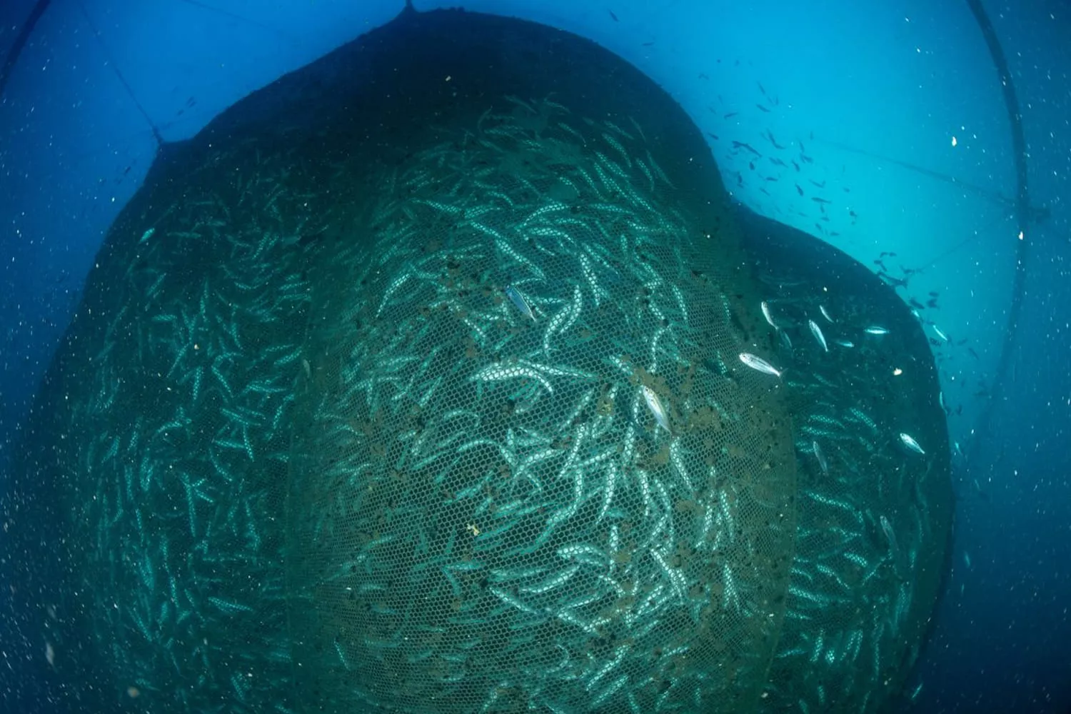 Una de las macrogranjas marinas que ha filmado Greenpeace / GREENPEACE