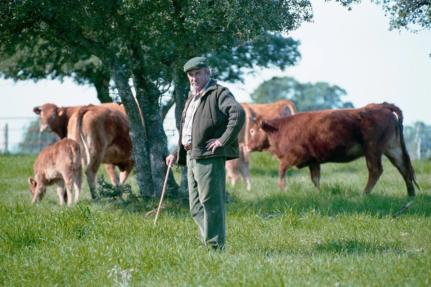 Julio, fundador de la ganadería de Alfonso Ramírez, y algunas de las vacas que dan una de las mejores carnes del mundo GRUPO ABRASADOR