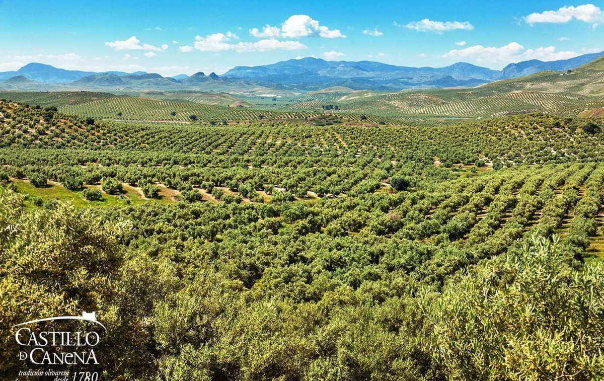 Campos de olivos pertenecientes al Castillo de Canena donde se elabora uno de los mejores aceites de España / CDC