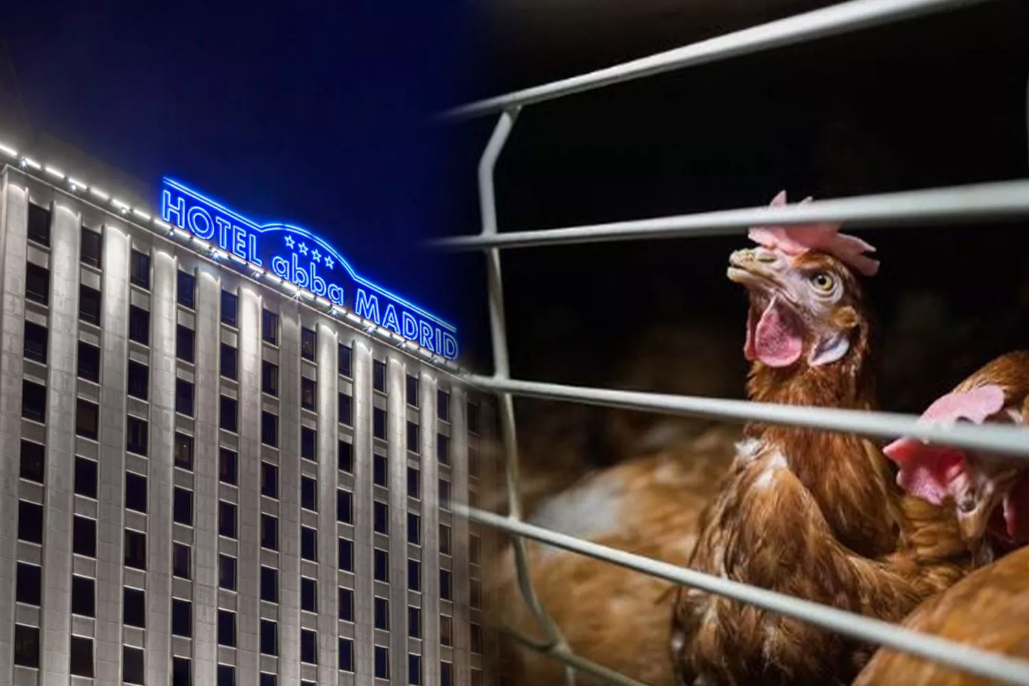 Montaje del establecimiento de Abba Hotels en Madrid y de gallinas enjauladas / CONSUMIDOR GLOBAL