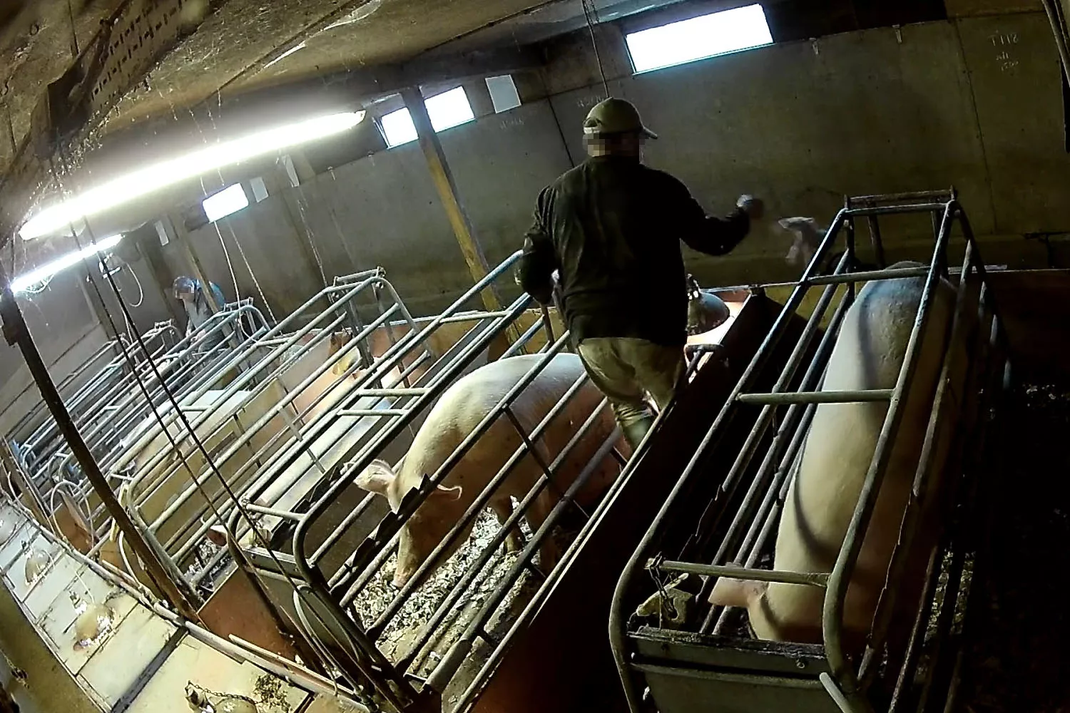 Un hombre lanza a un lechón por los aires en la granja de cerdos que suministraba a Tesco ANIMAL EQUALITY / AITOR GARMENDIA IA