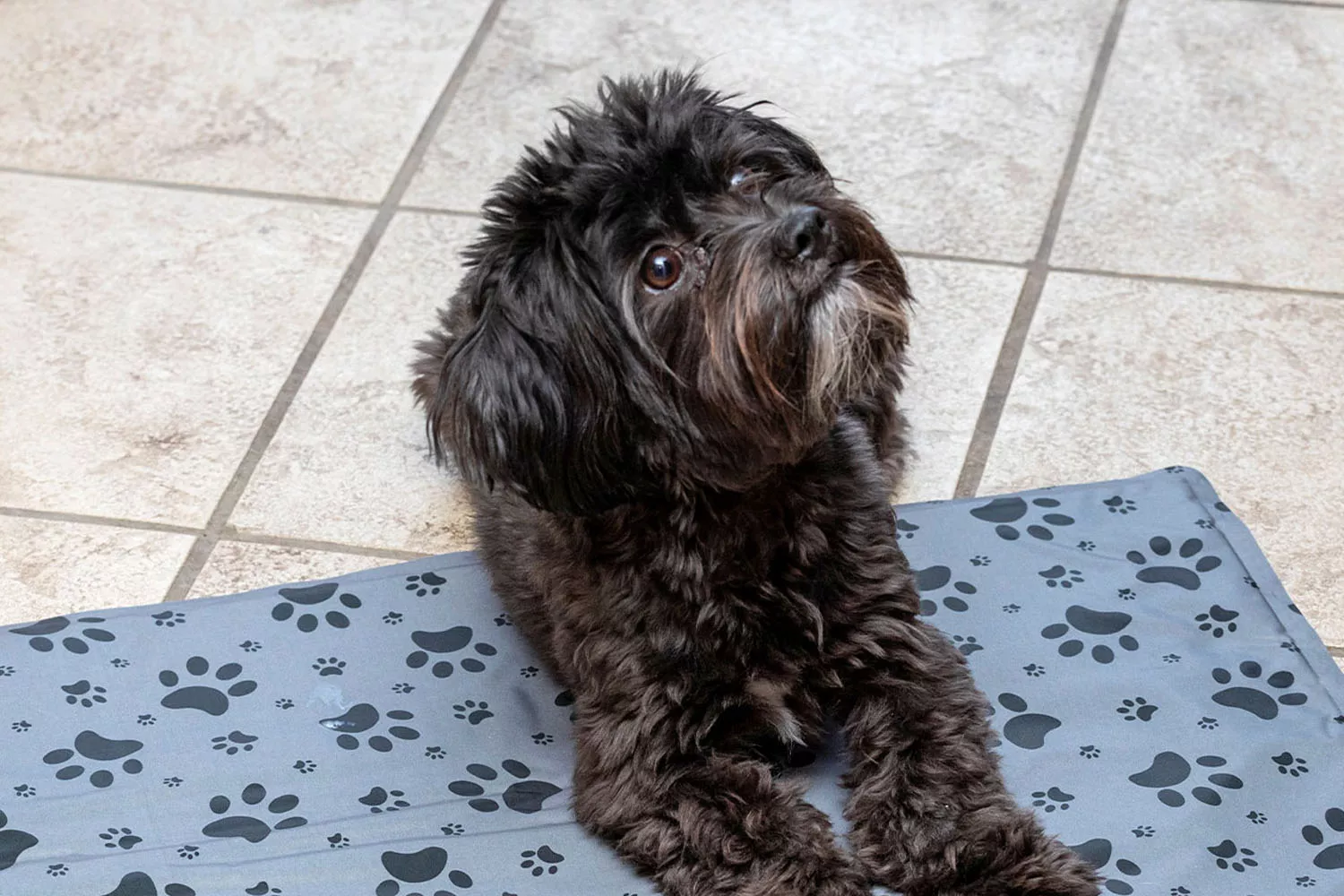 Un perro sobre la alfombra refrescante de Aldi