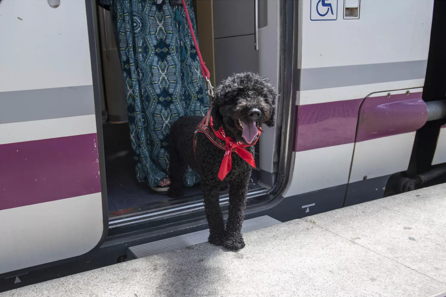 Un perro sale de uno de los trenes AVE de Renfe que permiten viajar con mascota / RENFE