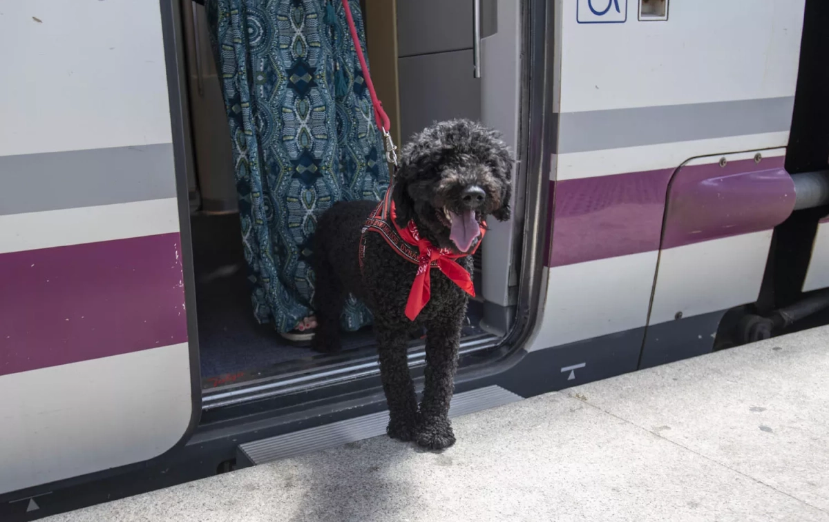 Un perro sale de uno de los trenes AVE de Renfe que permiten viajar con mascota / RENFE