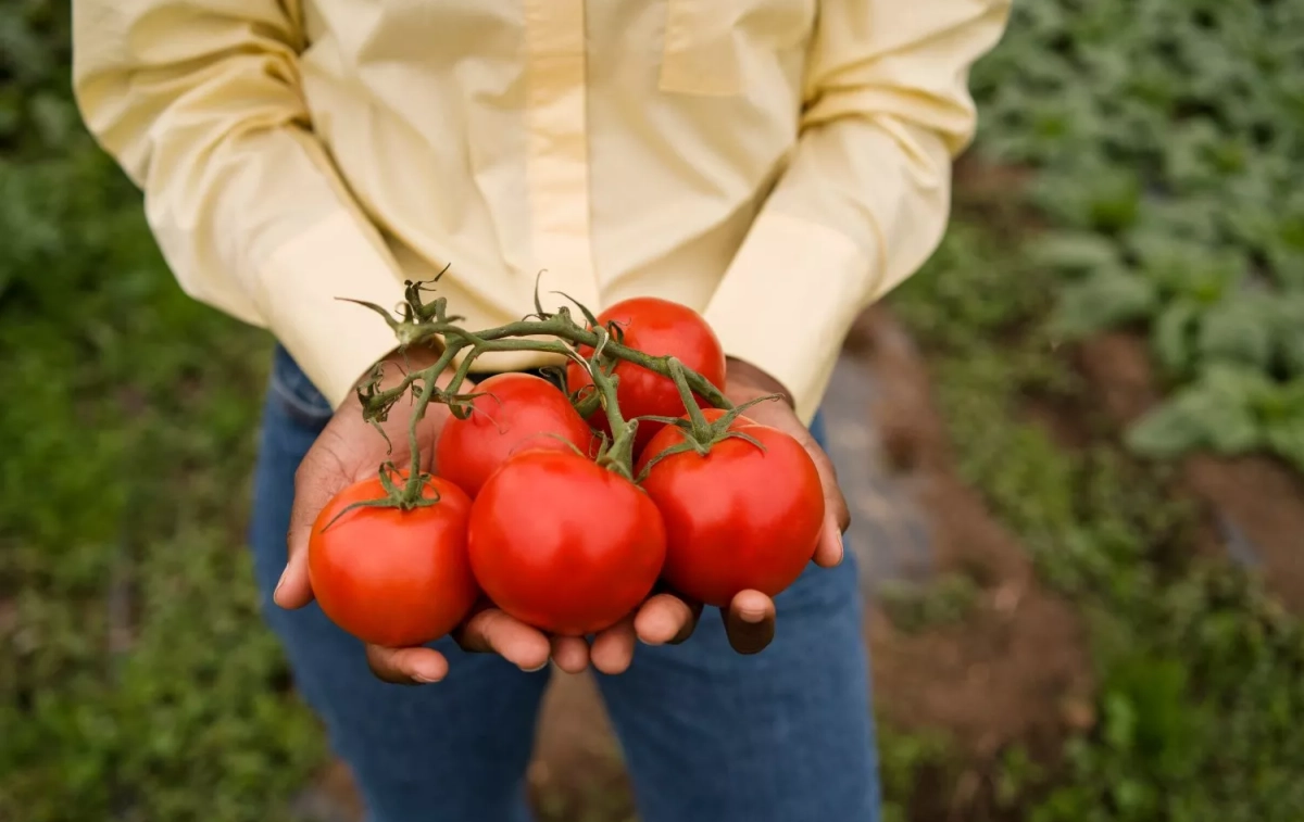 Una persona con unos tomates / FREEPIK