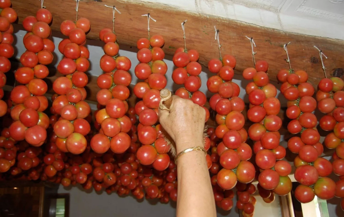 Una persona coge tomates de ramellet / CONECT-e