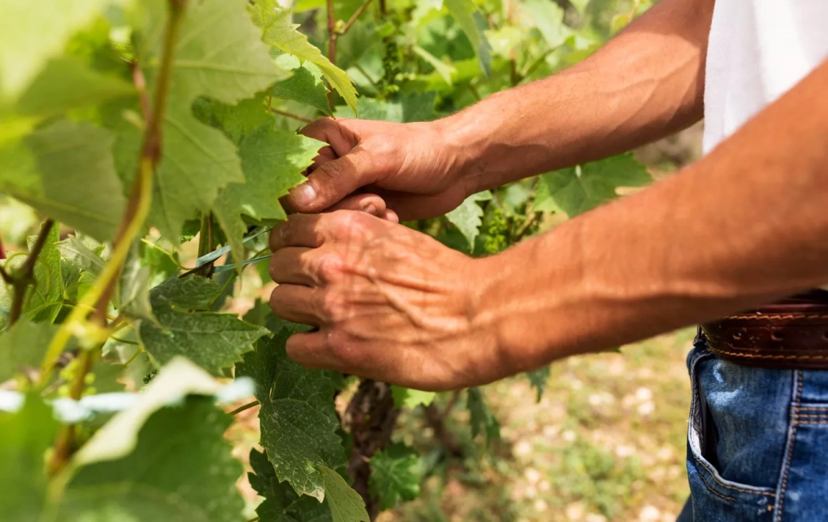 Un trabajador en un viñedo / FREEPIK