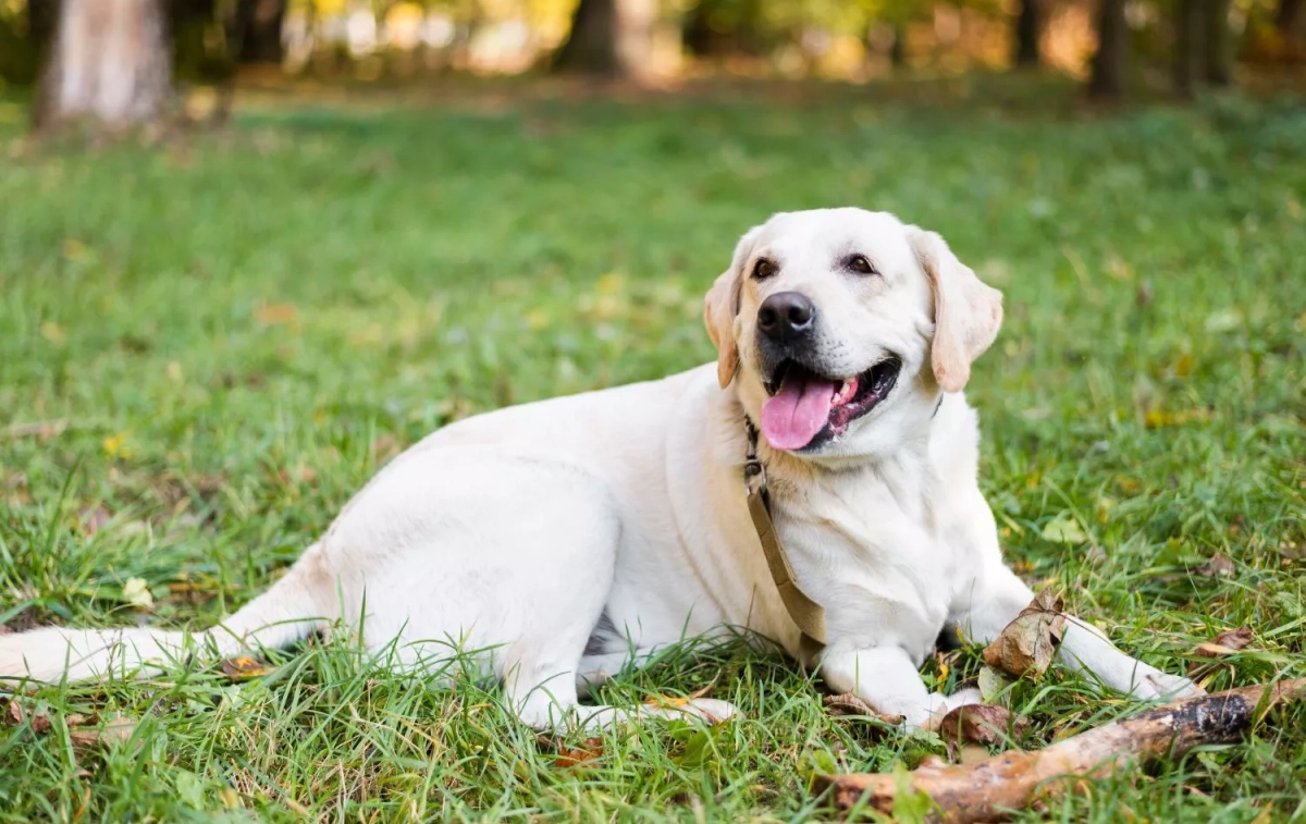 Un perro / FREEPIK