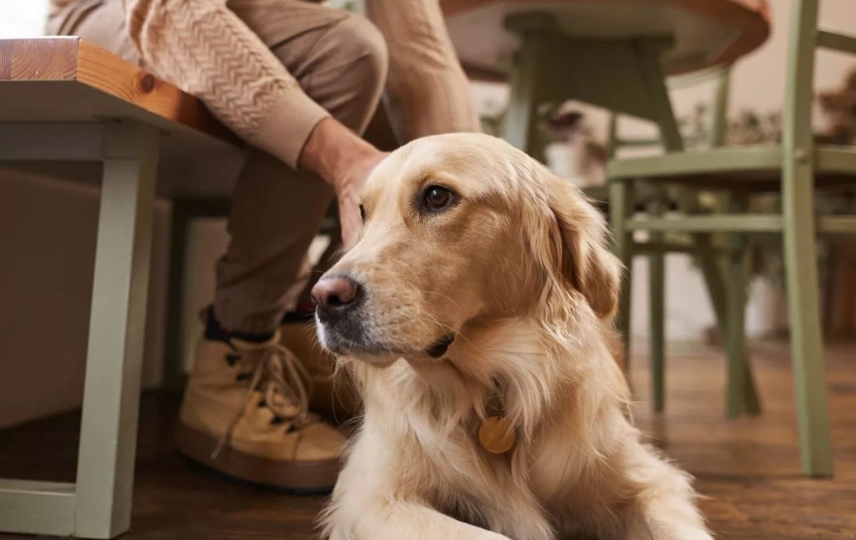 Un perro en una cafetería / FREEPIK