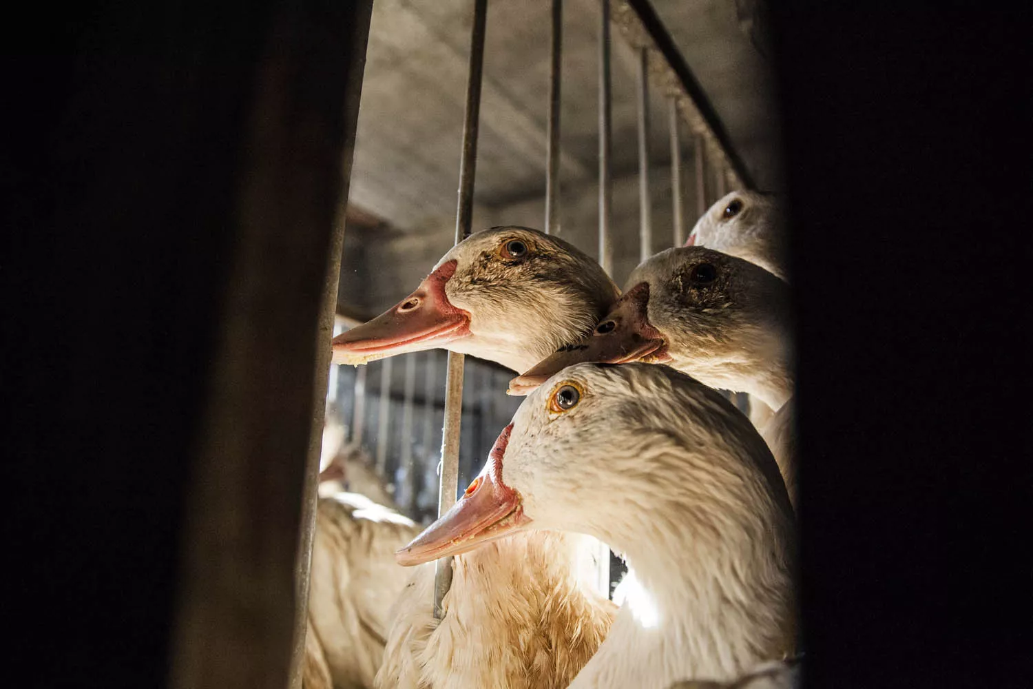 Ocas en una granja CAMPAÑA STOP FOIE GRAS IGUALDAD ANIMAL