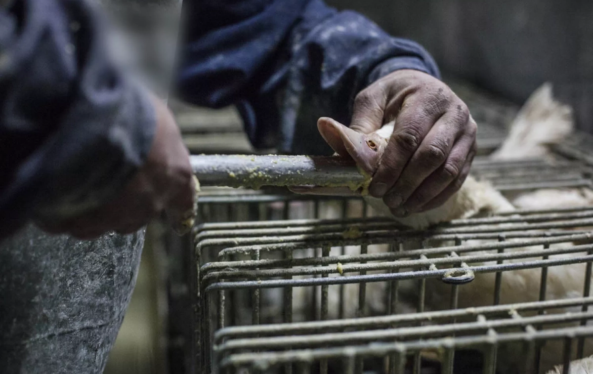 Un operario realizando la alimentación forzada / CAMPAÑA STOP FOIE GRAS