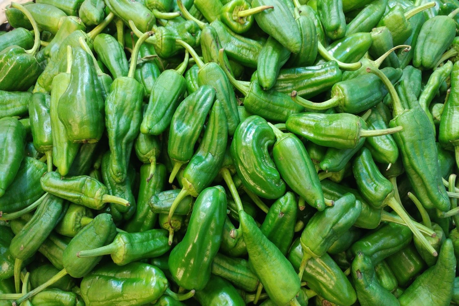 Pimientos de Padrón recién recogidos de la planta / PIXABAY