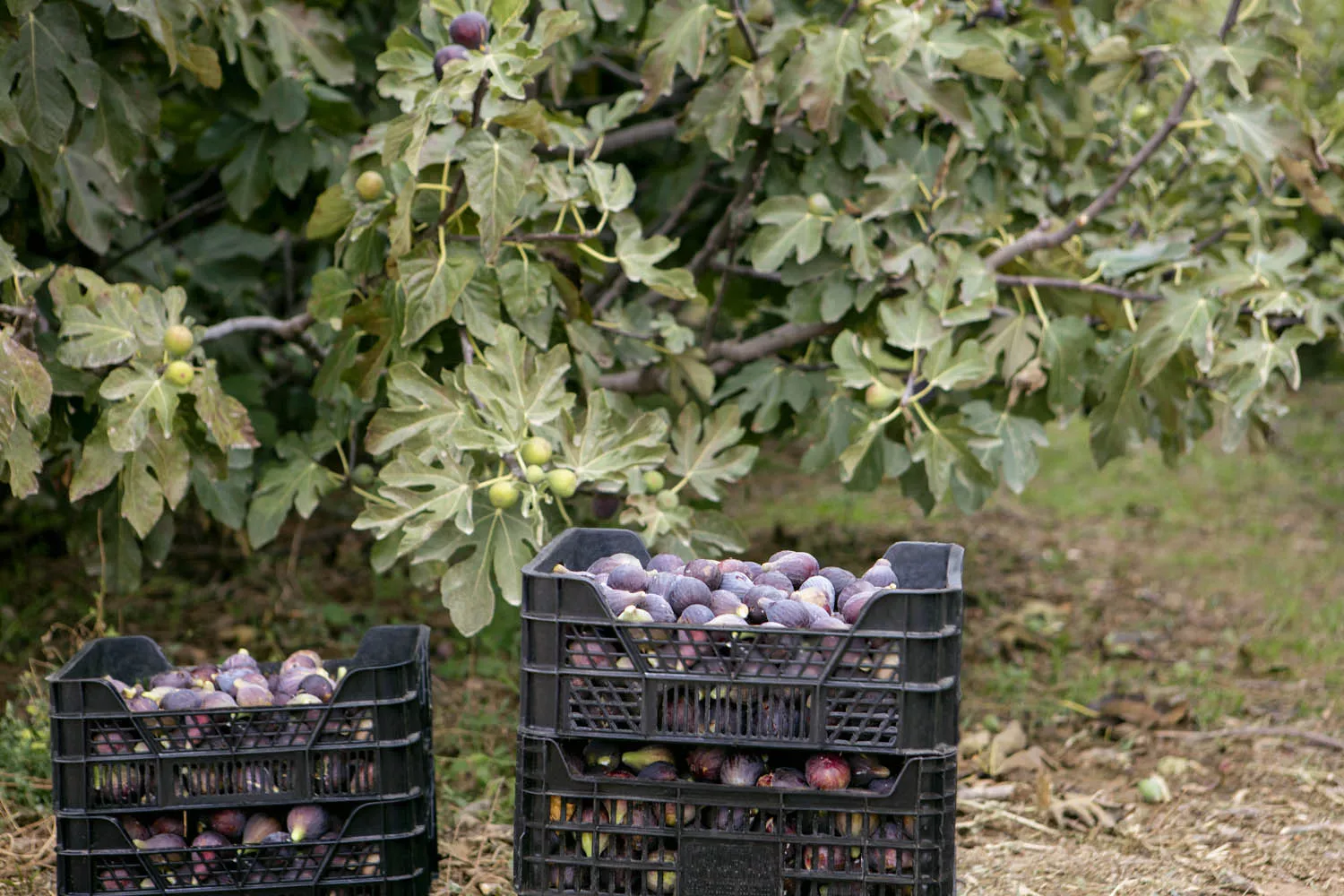 Una higuera y cajas de higos / MERCADONA