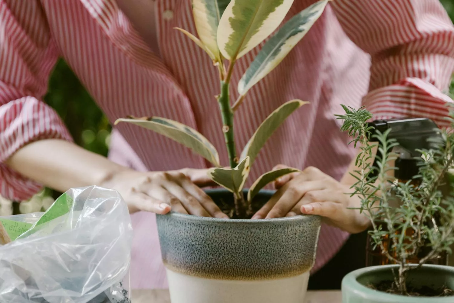 El truco para que tus plantas sobrevivan al invierno/ PEXELS