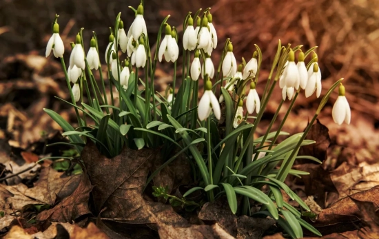 Plantas en un jardín de exterior/ PEXELS