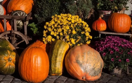 Calabarazas para decorar tu jardín / ESTORESCB.COM